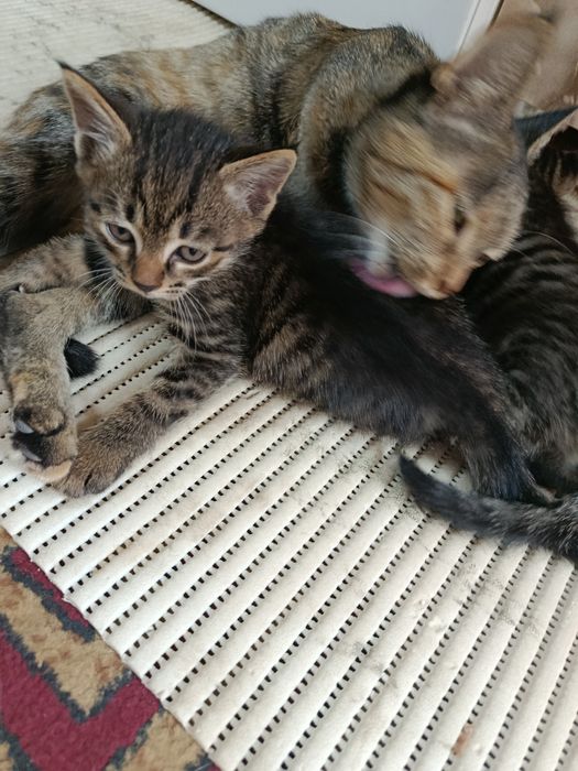 Котята мальчики 2 месяца в добрые руки