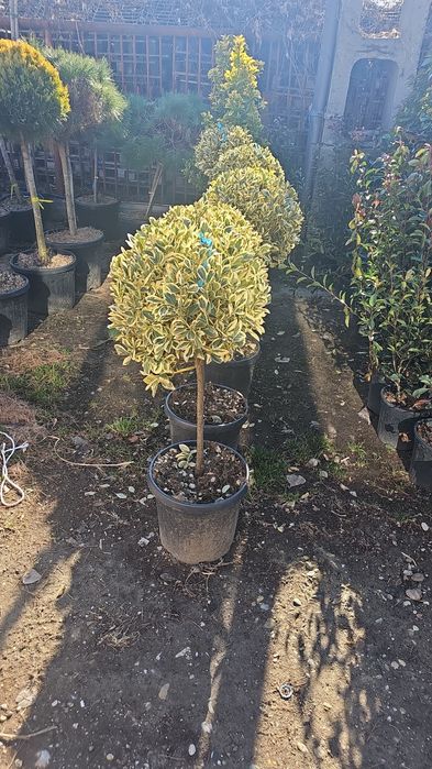 Leleandy tuia smarald laur englezesc magnolia grande flora