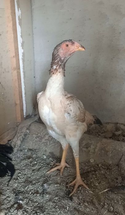 Апрелски жужа товук тоза  йул калтели зотладан