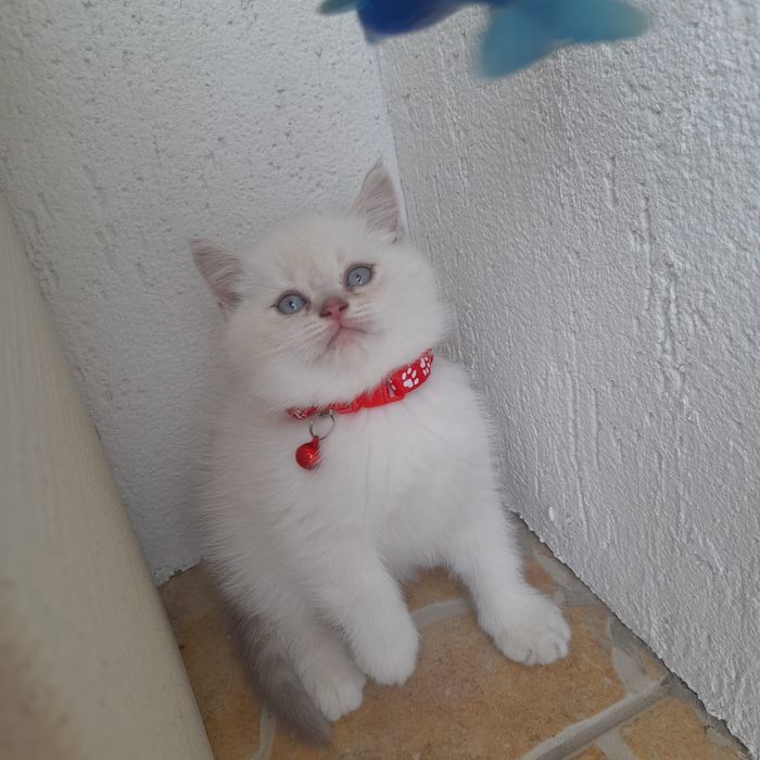 Pisoias british shorthair alb