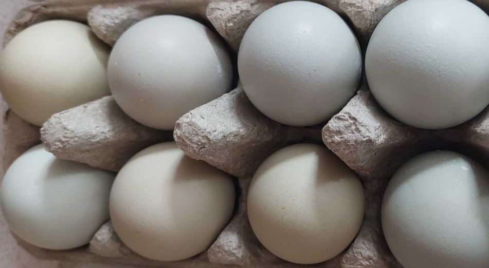 Ouă verzi și albastre de la găini Araucana și Ameraucana.