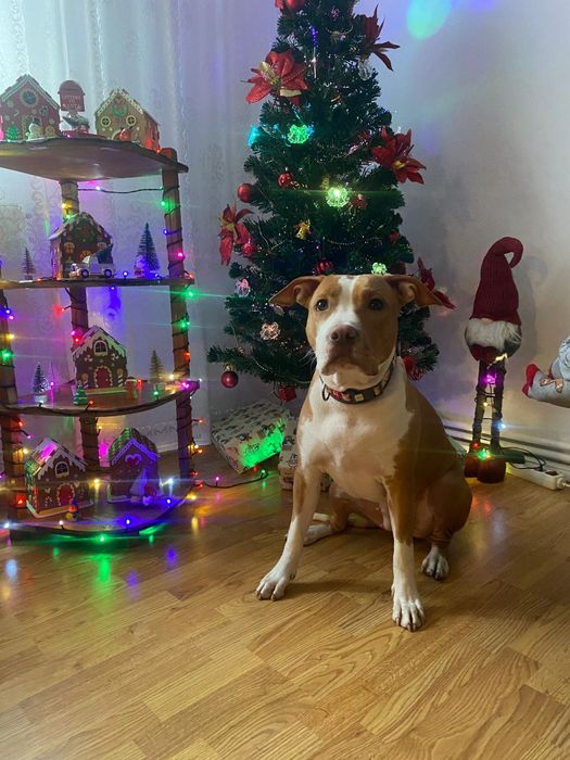 Cazare animale de companie