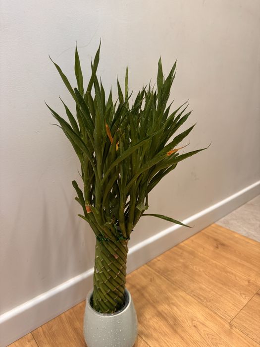 Бамбук отдам бесплатно