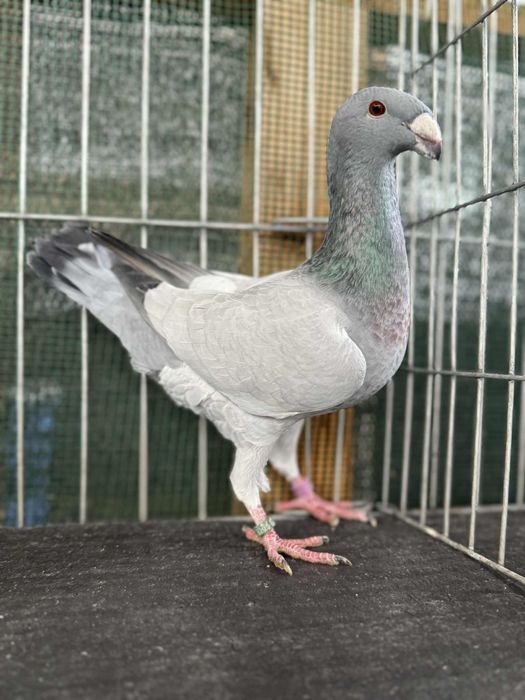 Voiajori germani Barless