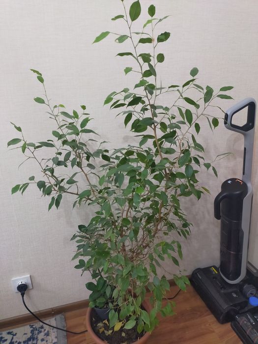 Цветы, Комнатные растения