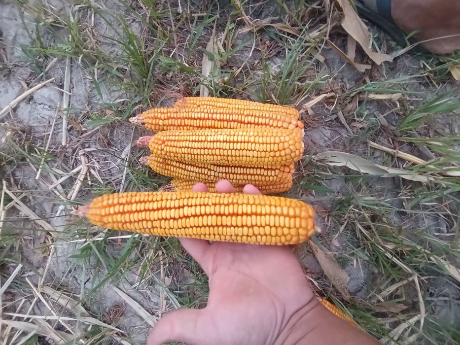 Сотилади Makkajoʻxori Маккажухори PL-700