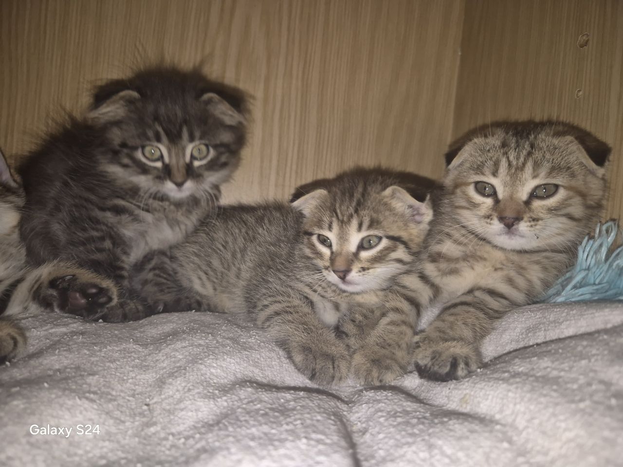 Продаются котята