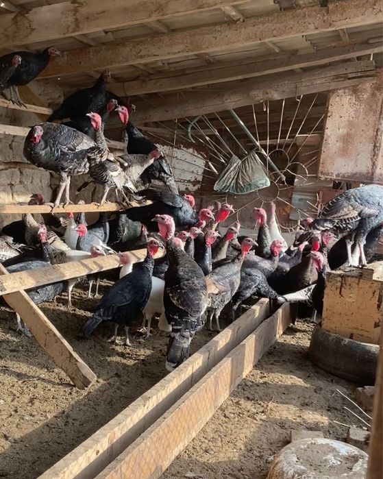 Индейка по 17000