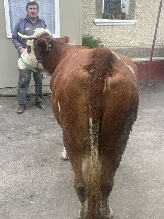 Vacă Bălțată Românească – 6 ani