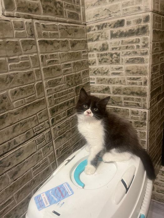 Отдам котят бесплатно