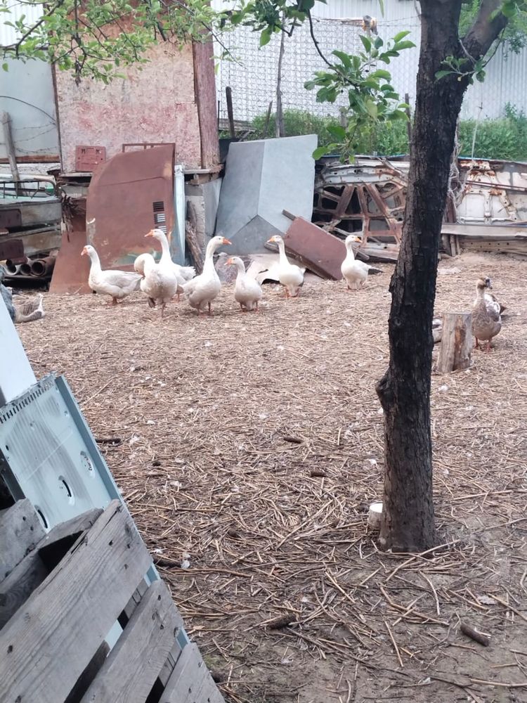 Продам Гусей и Индюков