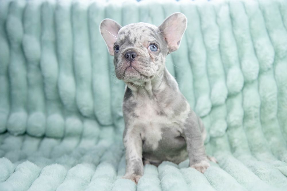 Bulldog francez blue merle fetita