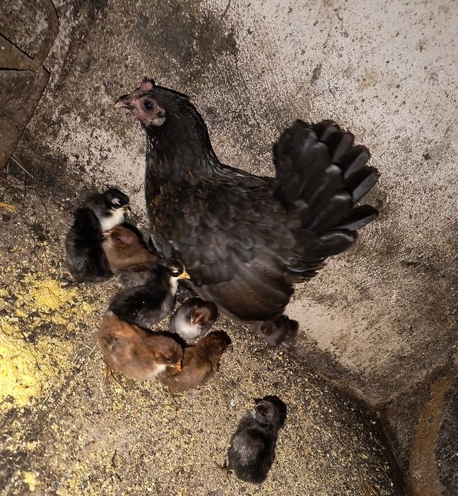 Vând 4 cocoșii de iopan și Cloșcă de iopan cu 10 pui