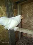 Cochinchina pitic