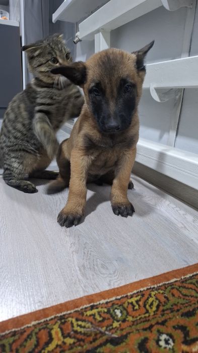 Щенки Бельгийской овчарки малинуа