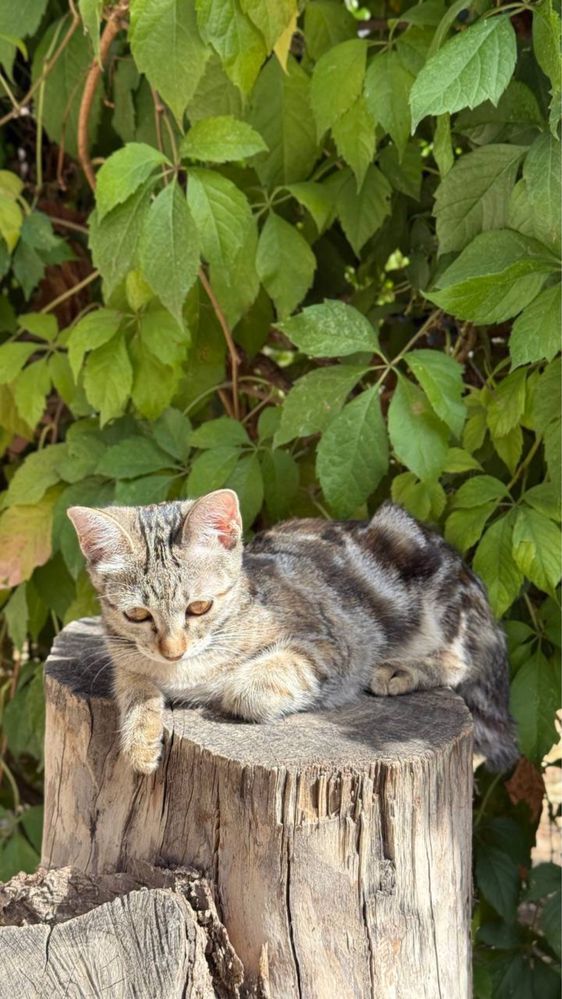 Кошечка(полубенгал)