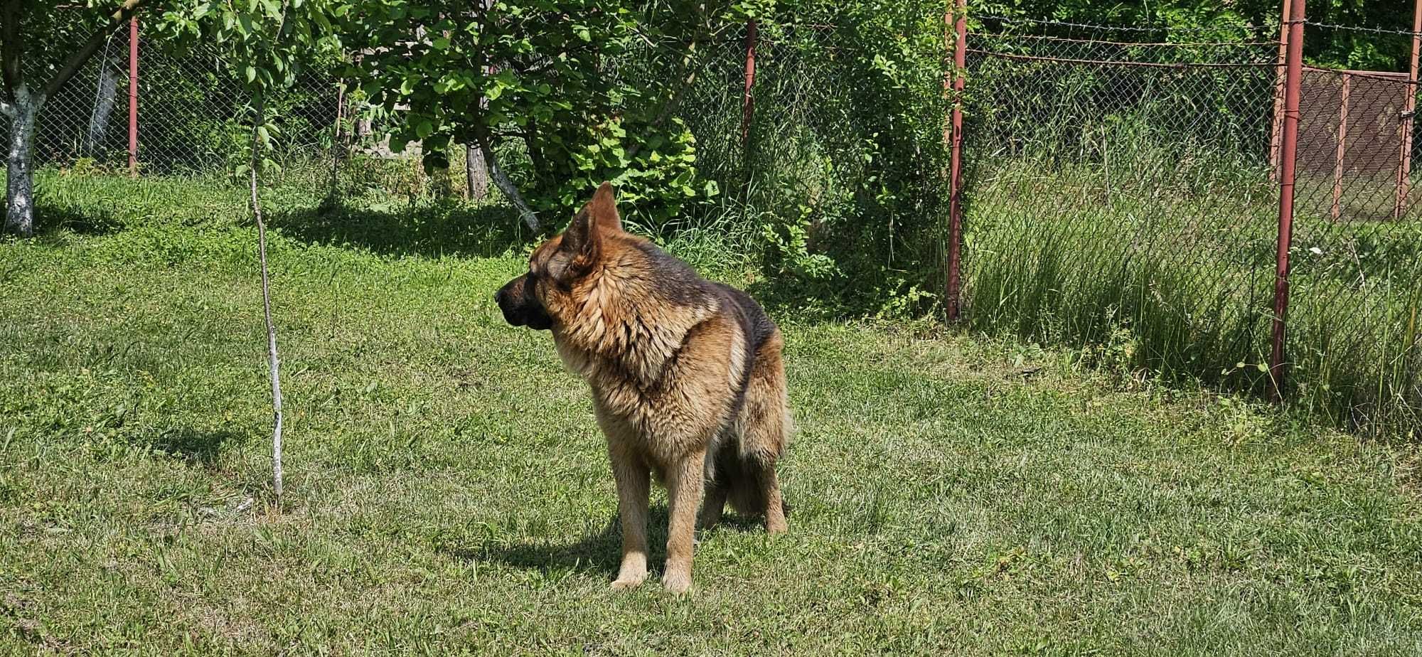Ofer spre adopție un Ciobanesc German de 3 ani si 6 luni cu pedigree