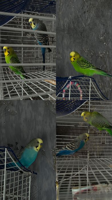 Продам  волнистых попугаев