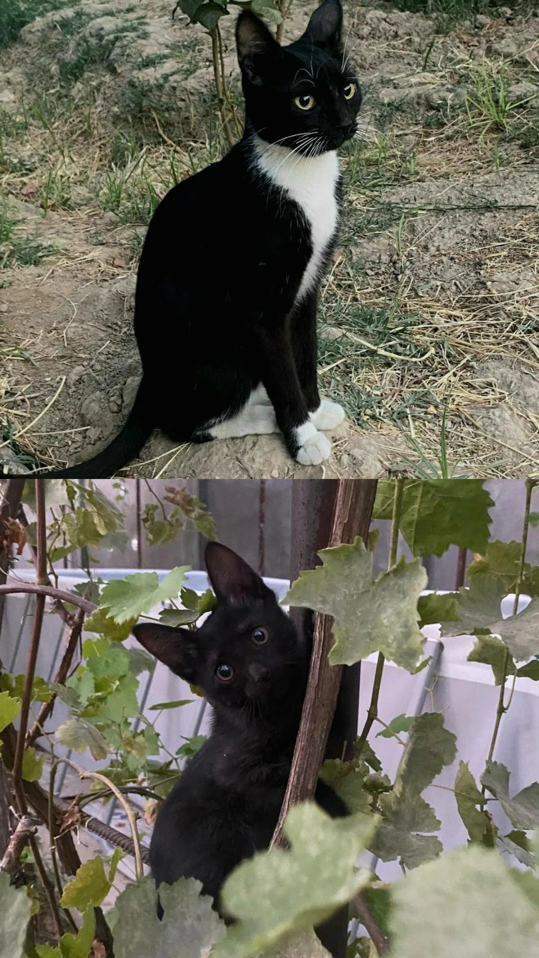 Кошечки в хорошие руки!