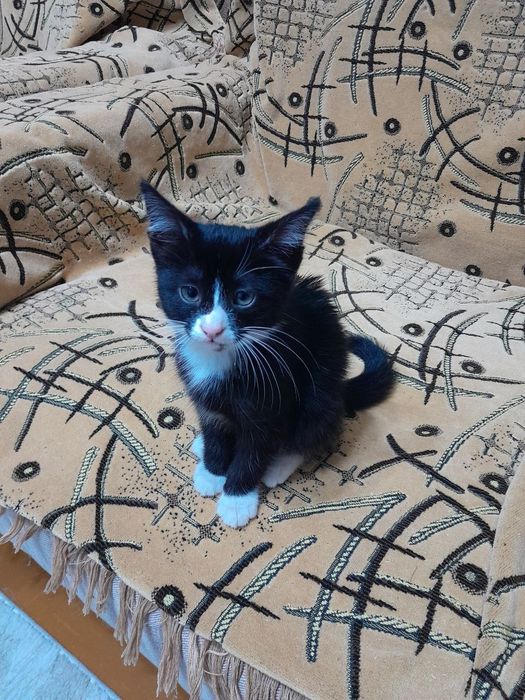 Отдам котёнка в хорошие руки