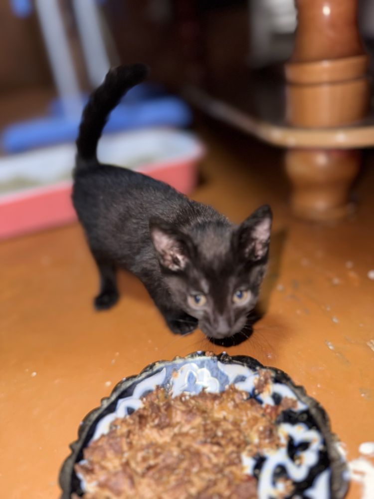 Котята (Mushukchalar) BEPUL БЕСПЛАТНО