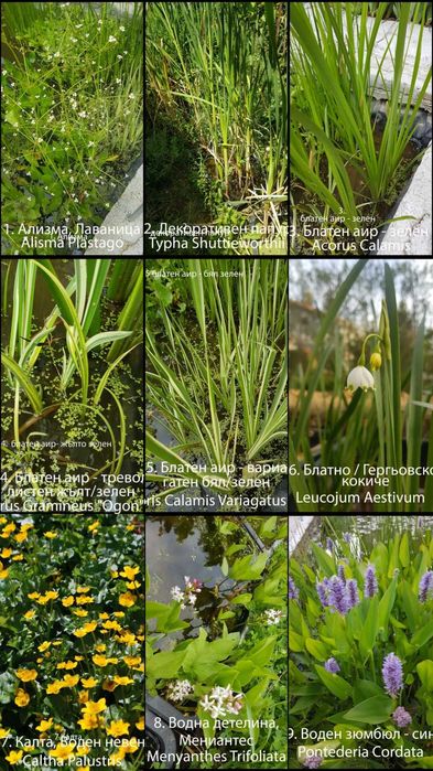 Продавам водни и езерни растения.