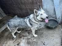 Vand Femela husky siberian
