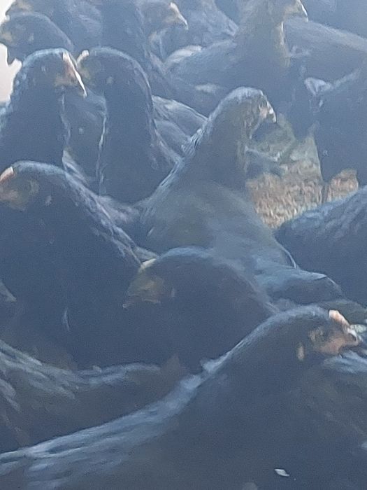 Curcani de carne și puicute de oua