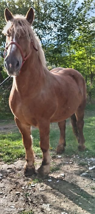 Vând doi cai urgent