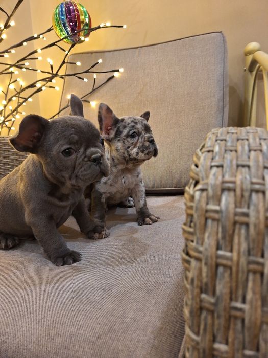 Продавам френски булдоци