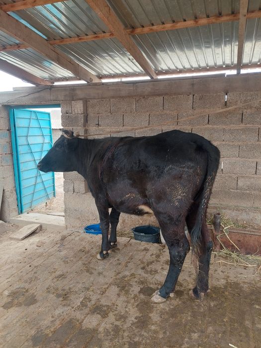 Сиыр, бұқа сатылады