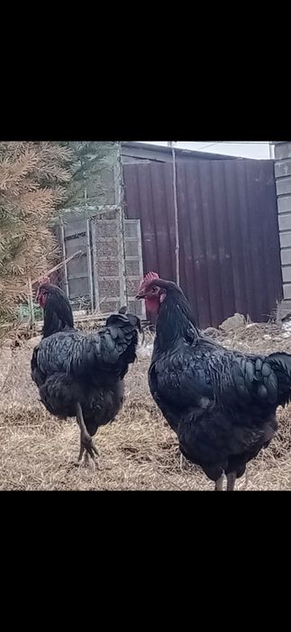 Куры Джерсий гигант