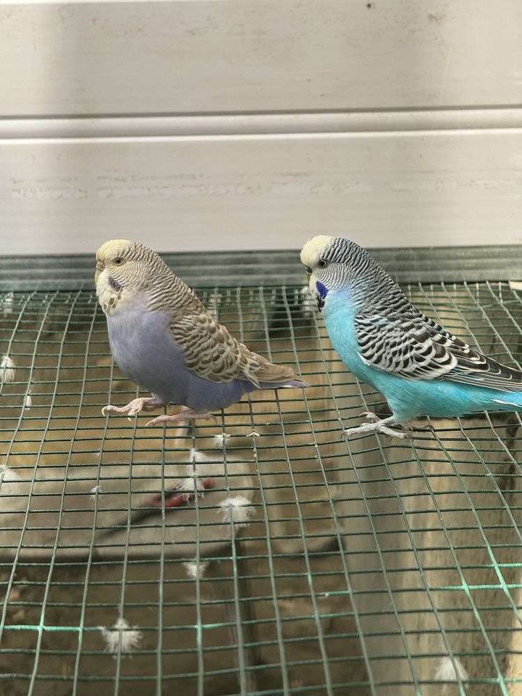 Babichka va chex gibrid papugaylar sotiladi