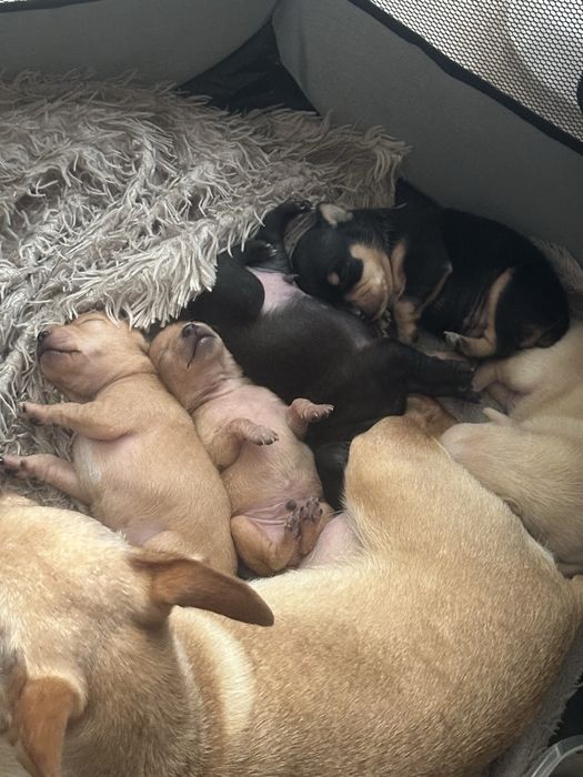 Щенки той-терьер