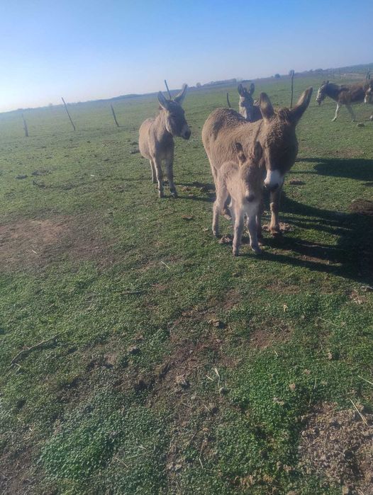 Vand magarita in lactatie 1.5l