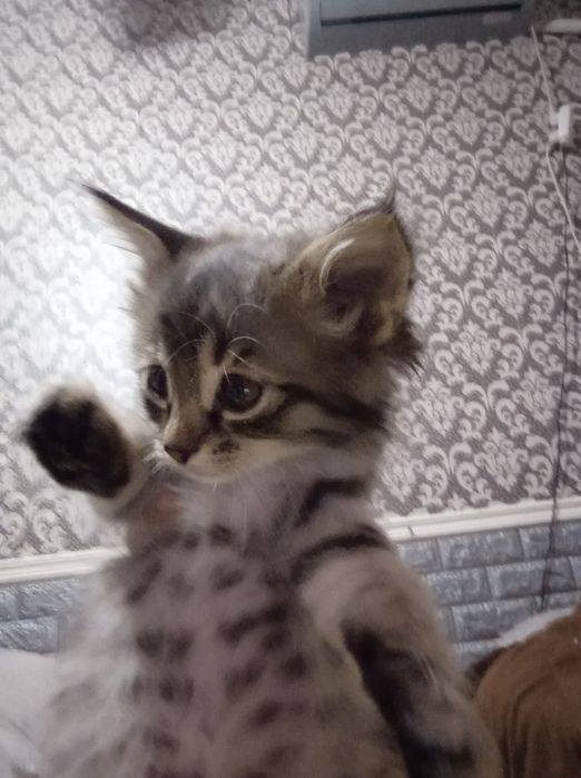 Отдам бесплатно котёнка