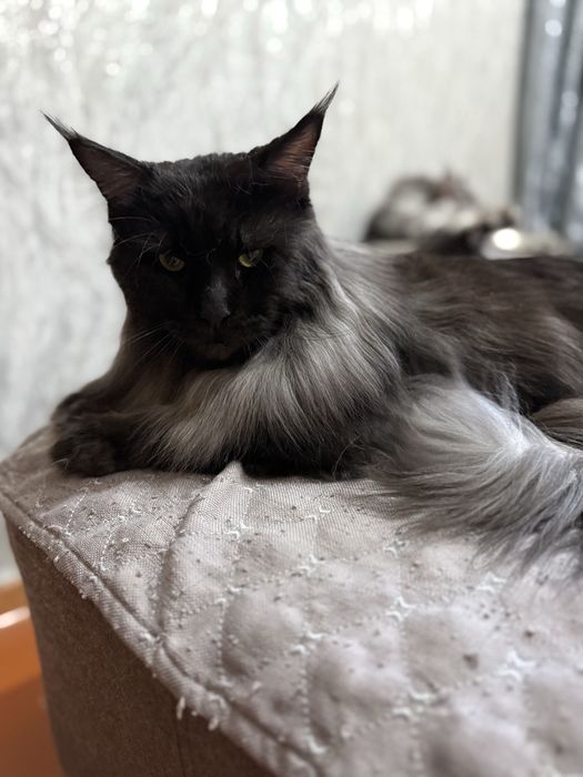 Кот породы Мейн кун. ВЯЗКА.