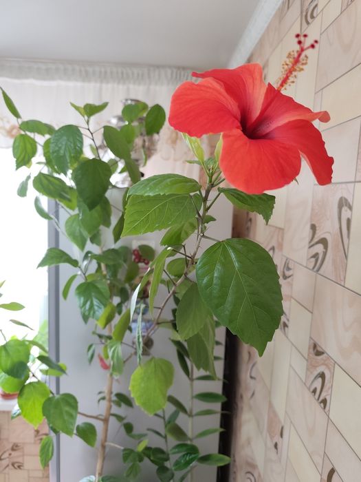 Продам дерево гибискус-роза