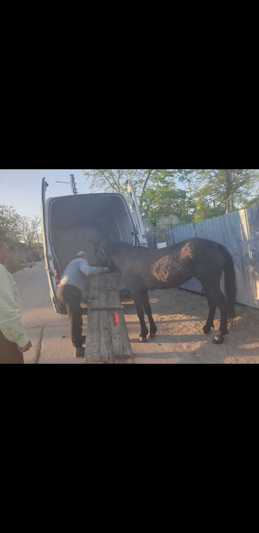 Transport animale!Marfa! Mobila - pret mic