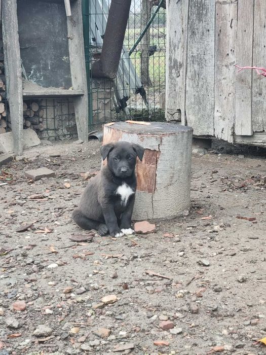 Ofer spre adopție căței