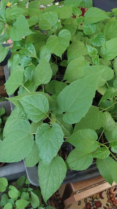 Саженцы Катальпы в горшках