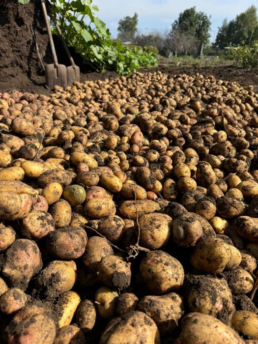 Продам дачный картофель