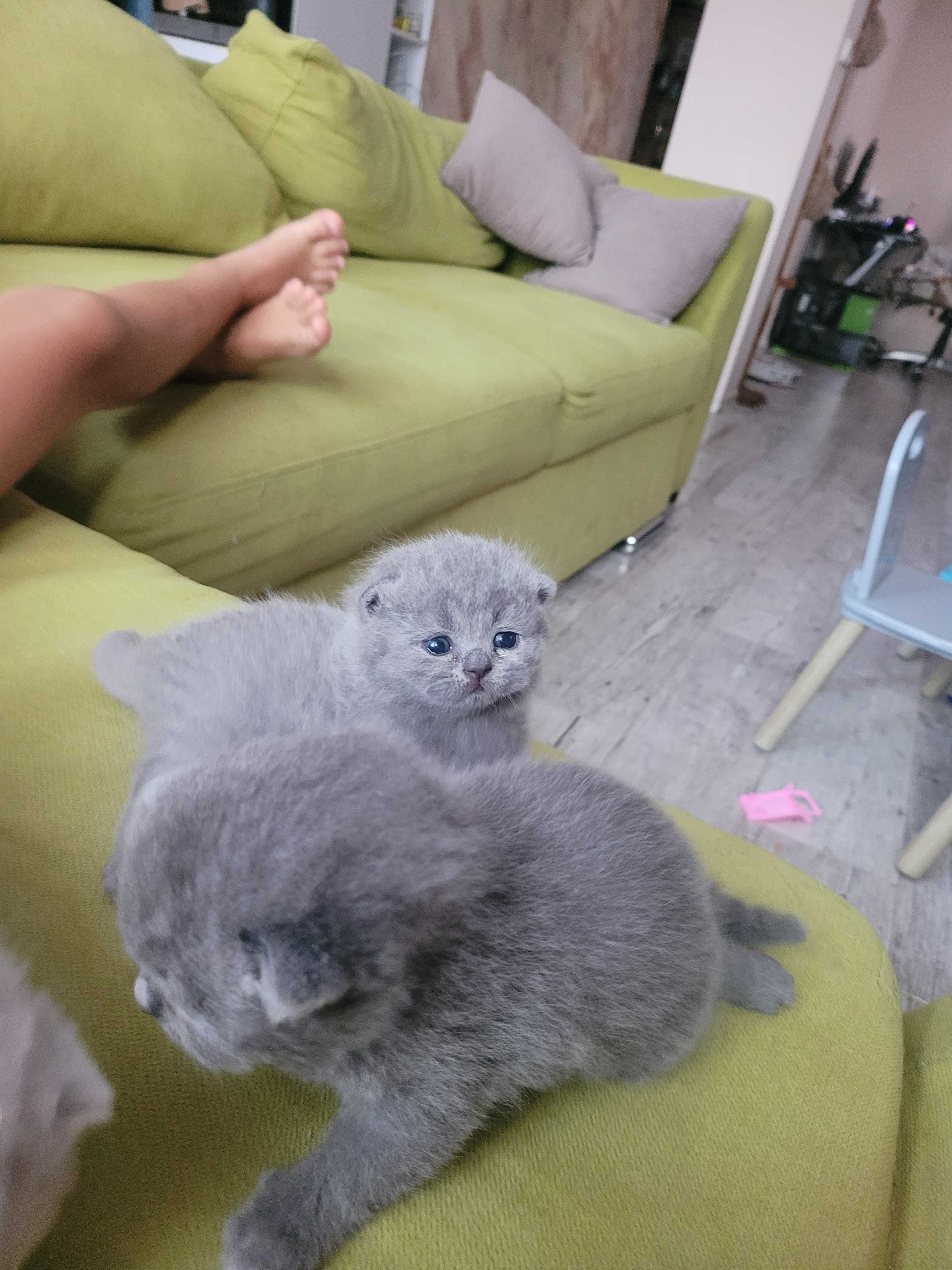 Котета "Британки"