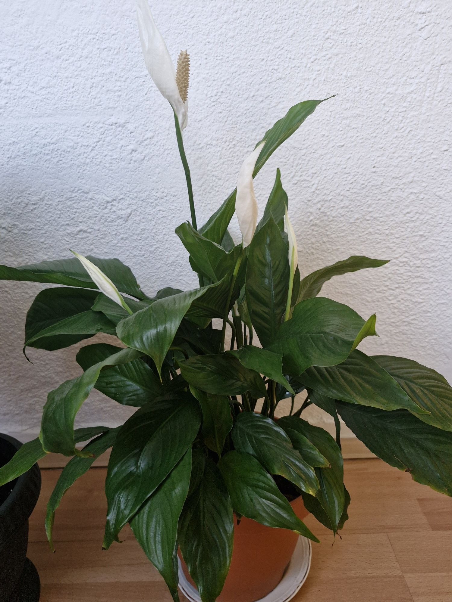 Plante interior dimensiuni mari