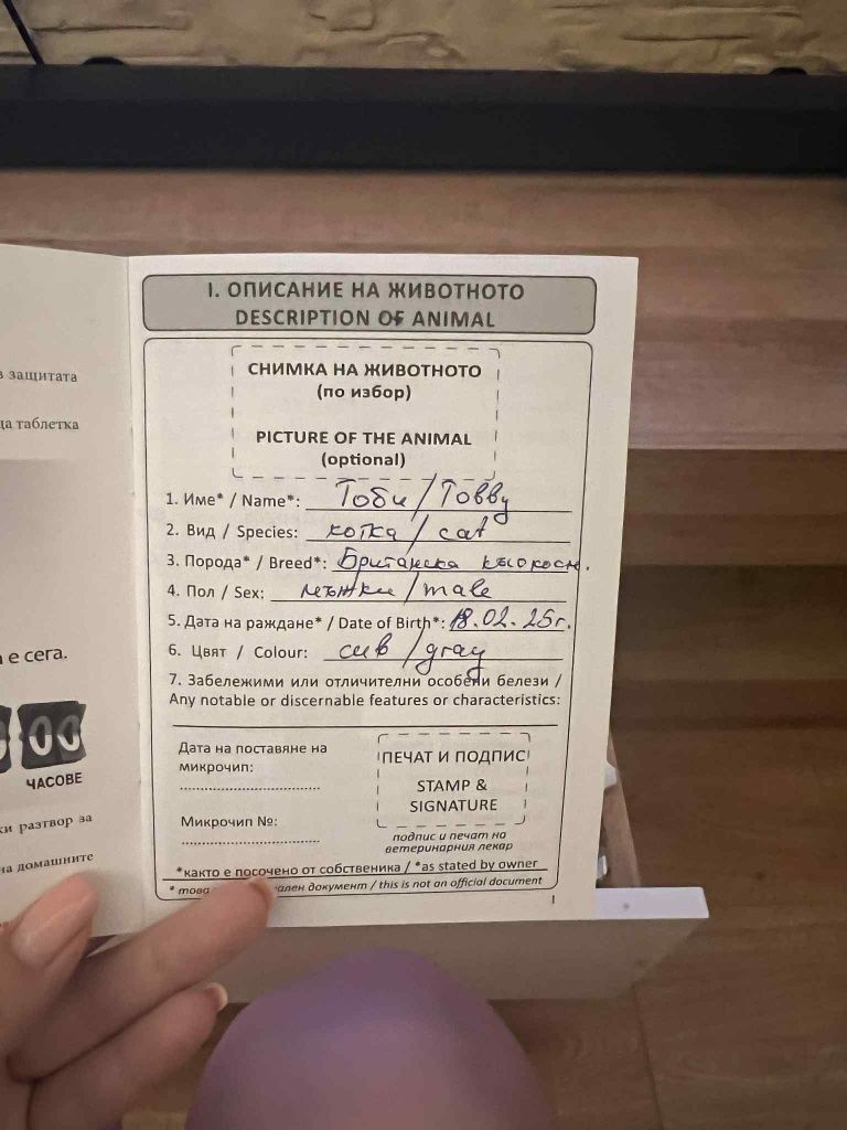 Мъжко британско късокосместо коте на 4 месеца