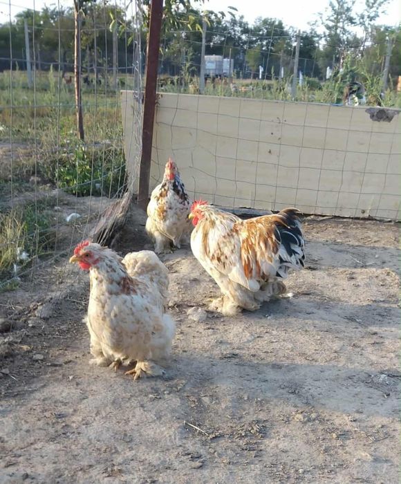 Vând  pitice de frumusețe!