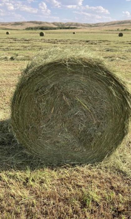 Рулон, сено, шөп рулоны