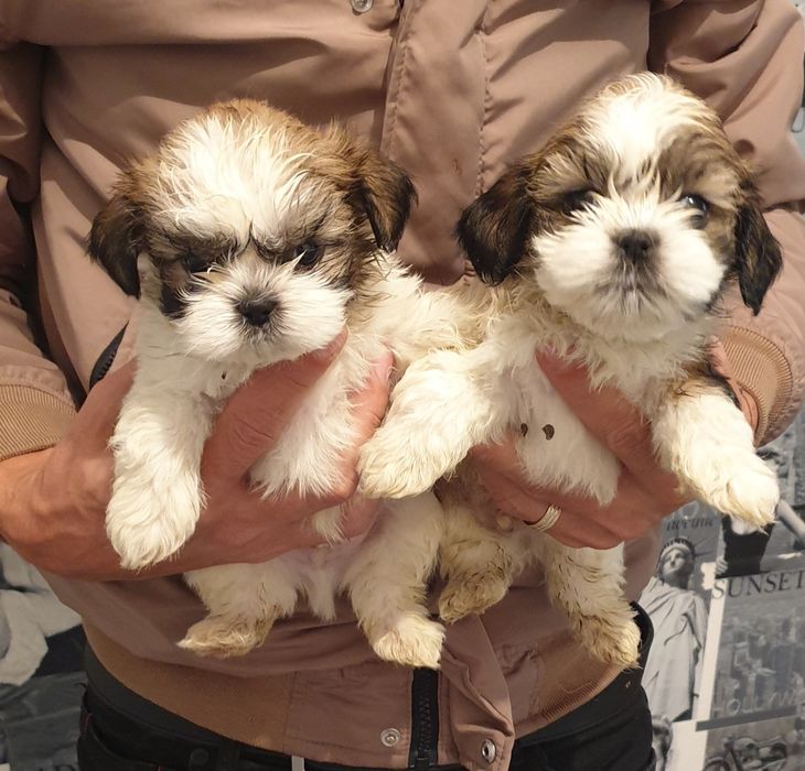 Baietel Shih-tzu rasa pura cu parinti cu pedigree