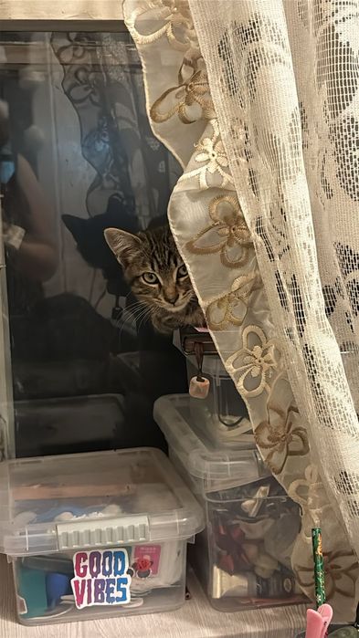 Отдам котёнка мальчик