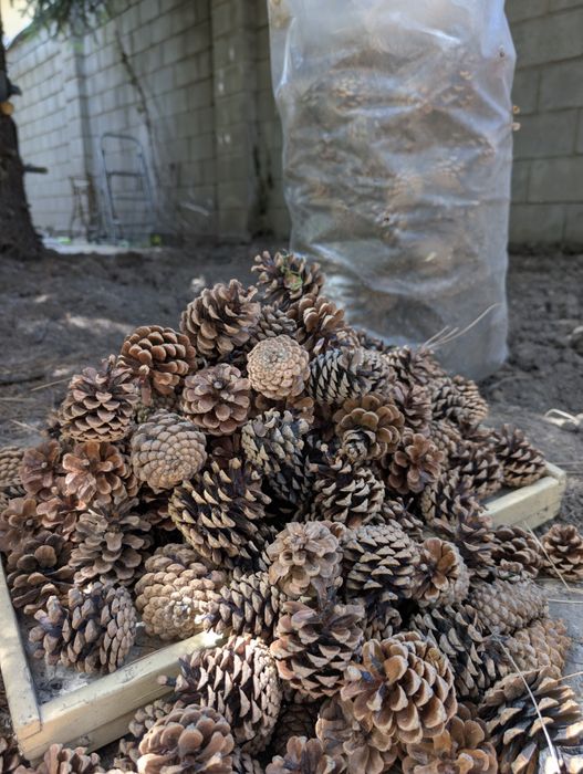 Сосновые шишки для поделок, дизайна, растопки самовара